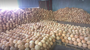 Vựa Dừa Khô Bến Tre sỉ lẻ toàn quốc Gọi 0935761797 (Phúc)