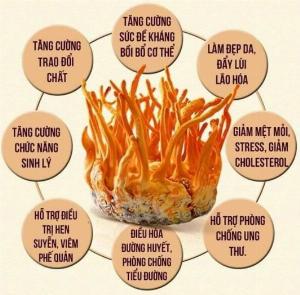 Nấm đông trùng hạ thảo tươi hộp 200g