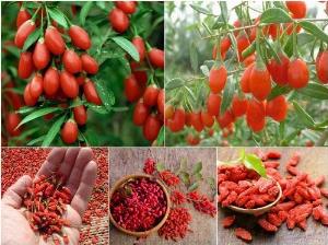 Cây giống câu kỷ tử đỏ