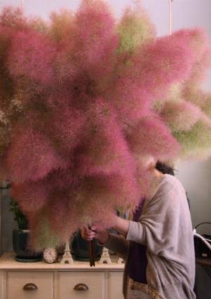 Smoke bush tree - hoa khói