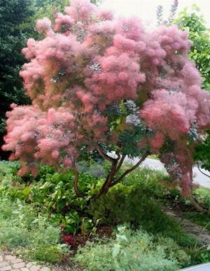 Smoke bush tree - hoa khói