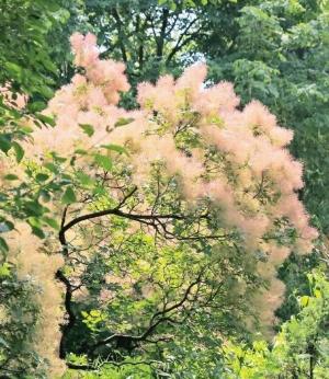 Smoke bush tree - hoa khói