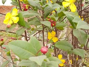 Hạt giống cây mai tý quý