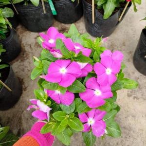 Cây dừa cạn nhiều màu