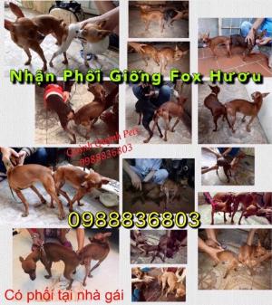 Nhận phối giống Fox Hươu . Phục vụ tận tình giá tụt quần bao rẻ , chửa ngay
