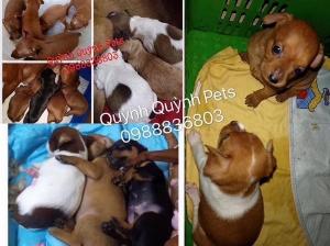 Nhận phối giống Fox Hươu . Phục vụ tận tình giá tụt quần bao rẻ , chửa ngay