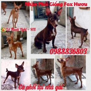Nhận phối giống Fox Hươu . Phục vụ tận tình giá tụt quần bao rẻ , chửa ngay