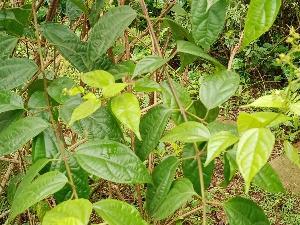 Cây vọng cách