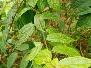 Cây vọng cách