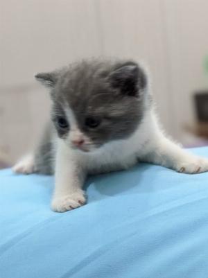 Mèo ALN bicolor cần tìm chủ