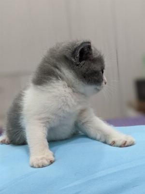 Mèo ALN bicolor cần tìm chủ
