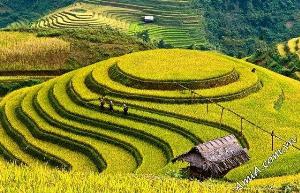 Tranh ruộng bậc thang - gạch tranh 3d - KD33