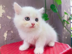 Cần tìm sen cho mấy boss mèo aln