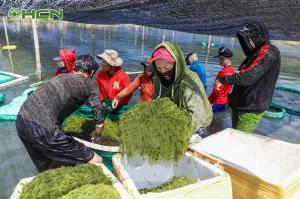 Rong nho tách nước NHật BẢn