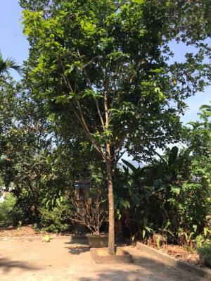Cần bán gấp 3 cây mai vàng