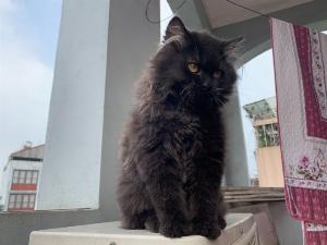 Bé mèo Anh Lông Dài đen 3 tháng tuổi cần tìm chủ mới