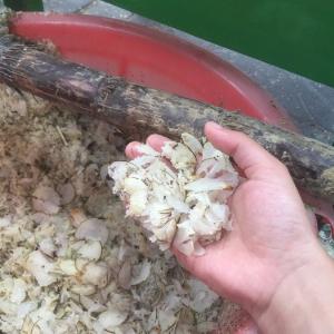 Máy băm cỏ voi, máy thái chuối, máy băm rau bèo giá rẻ