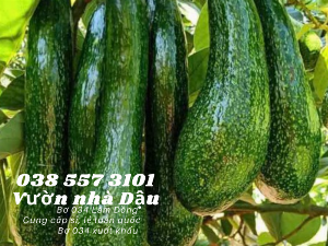 Bơ 034 Lâm Đồng Vườn nhà Dậu giá bơ 034 hôm nay Call 038 557 3101 - cung cấp sỉ lẻ bơ 034