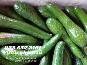 Bơ 034 Lâm Đồng Vườn nhà Dậu giá bơ 034 hôm nay Call 038 557 3101 - cung cấp sỉ lẻ bơ 034