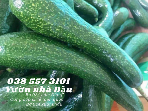 Nguồn hàng bơ 034 cho siêu thị nhập hàng đầu tạ
Điện thoại 038 557 3101