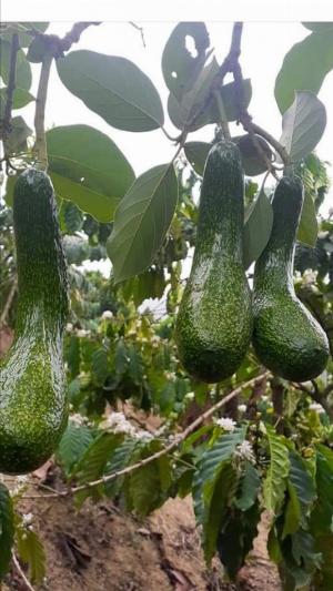 Tư vấn và nhận đơn hàng: 038 557 3101 Bơ 034 sỉ bơ 034 Lâm Đồng