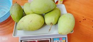Xoài cát Hoà Lộc giá cực HOT, 3 ký