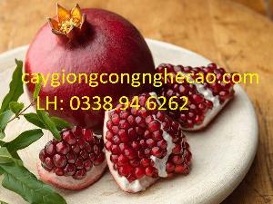 Cung cấp cây giống: Lựu Đỏ Lùn Ấn Độ F1