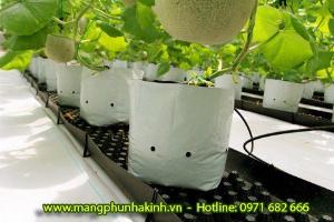 Bạt trải nông nghiệp,bạt phủ dưới đất, bạt địa nông nghiệp tại Hà Nội, bạt địa dùng cho nhà kính nhà lưới