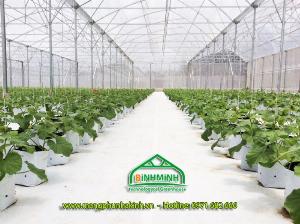 Bạt trải nông nghiệp,bạt phủ dưới đất, bạt địa nông nghiệp tại Hà Nội, bạt địa dùng cho nhà kính nhà lưới