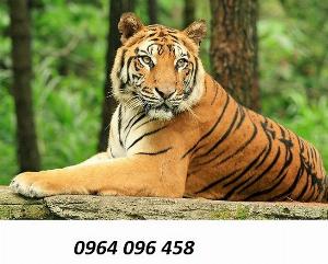 Tranh hổ - gạch tranh hổ 3d - BNM87