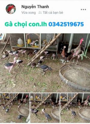 Gà chọi con