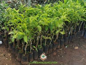 Cây Giổi