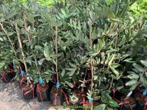 Cây Nhãn Xuồng Tím