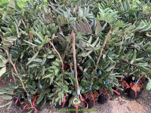 Cây Nhãn Xuồng Tím