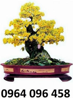 Tranh 3d - tranh gạch 3d cây mai - QKH55