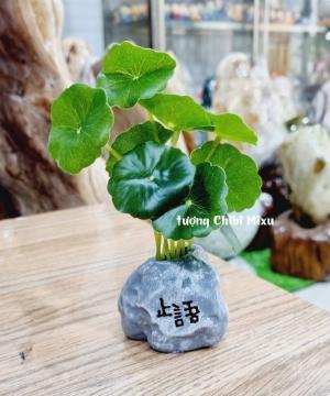 Chậu lá sen giả trang trí