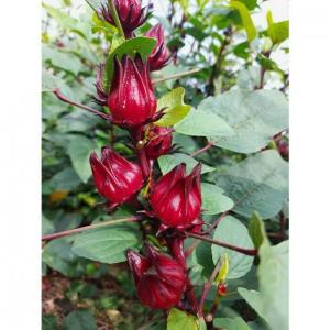 Hoa Astiso đỏ - Miền Tây