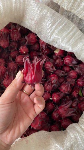 Hoa Astiso đỏ - Miền Tây