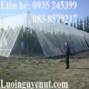 Lưới mùng trồng rau sạch Nguyễn Út