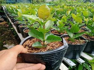 Bán giống cây Mẫu Đơn cam Đài Loan