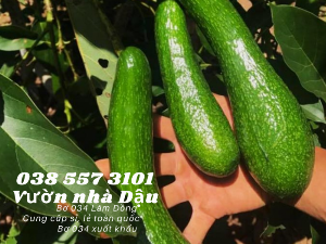 Bơ 034 Lâm Đồng - 034 Avocado from Lam Dong Viet Nam -Vườn nhà Dậu 038 557 3101