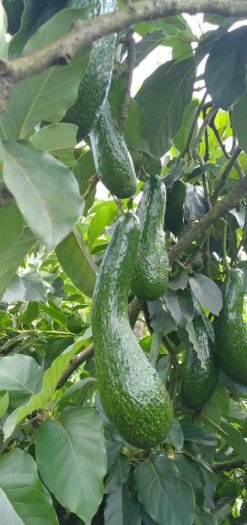 Bơ 034 Lâm Đồng Vườn Nhà Dậu
