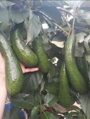Bơ 034 Lâm Đồng Vườn Nhà Dậu