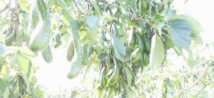 Bơ 034 Lâm Đồng sỉ Bình Dương cách ủ bơ 034