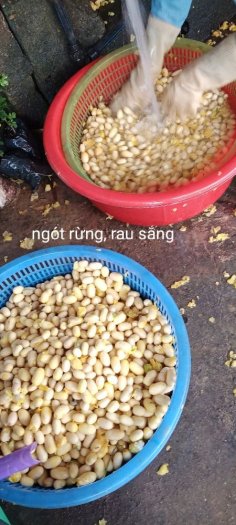Hạt giống cây rau sắng ngót rừng