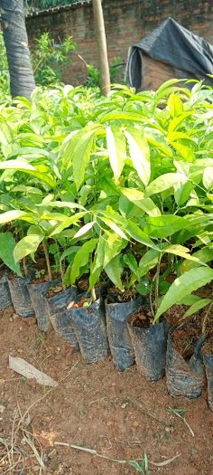 Hạt giống cây rau sắng ngót rừng