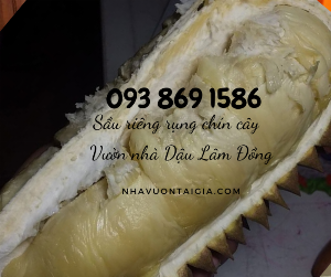 Sầu riêng chín cây Sầu riêng rụng Nhà Vườn Tại Gia bao ăn 0938691586