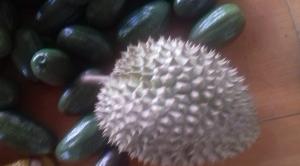 Sầu riêng chín cây Sầu riêng rụng Nhà Vườn Tại Gia bao ăn 0938691586