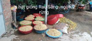 Hạt giống rau sắng ngót rừng