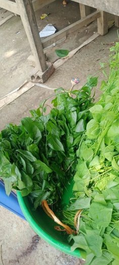 Hạt giống rau sắng ngót rừng
